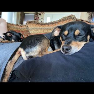 Meet your Posher, Joe